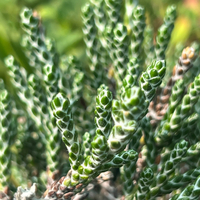 Ozothamnus coralloides var. selago